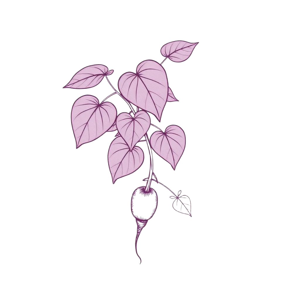Ilustración botánica de la planta de ube